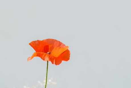 pp5_Nov2021_ReadersPoem_susanne-schwarz-qUACwpVjwoM-unsplash